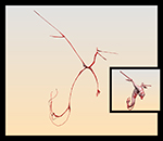 mean-curvature-flow-contralex